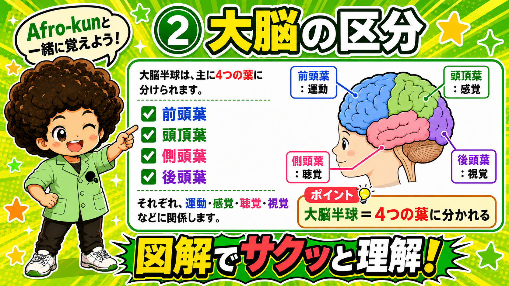 大脳半球は前頭葉・頭頂葉・側頭葉・後頭葉の4つの葉に分けられる