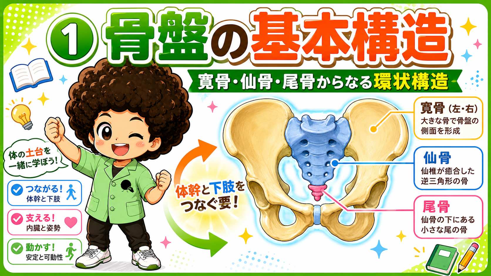 骨盤と股関節の構造｜骨盤と股関節の構造 1