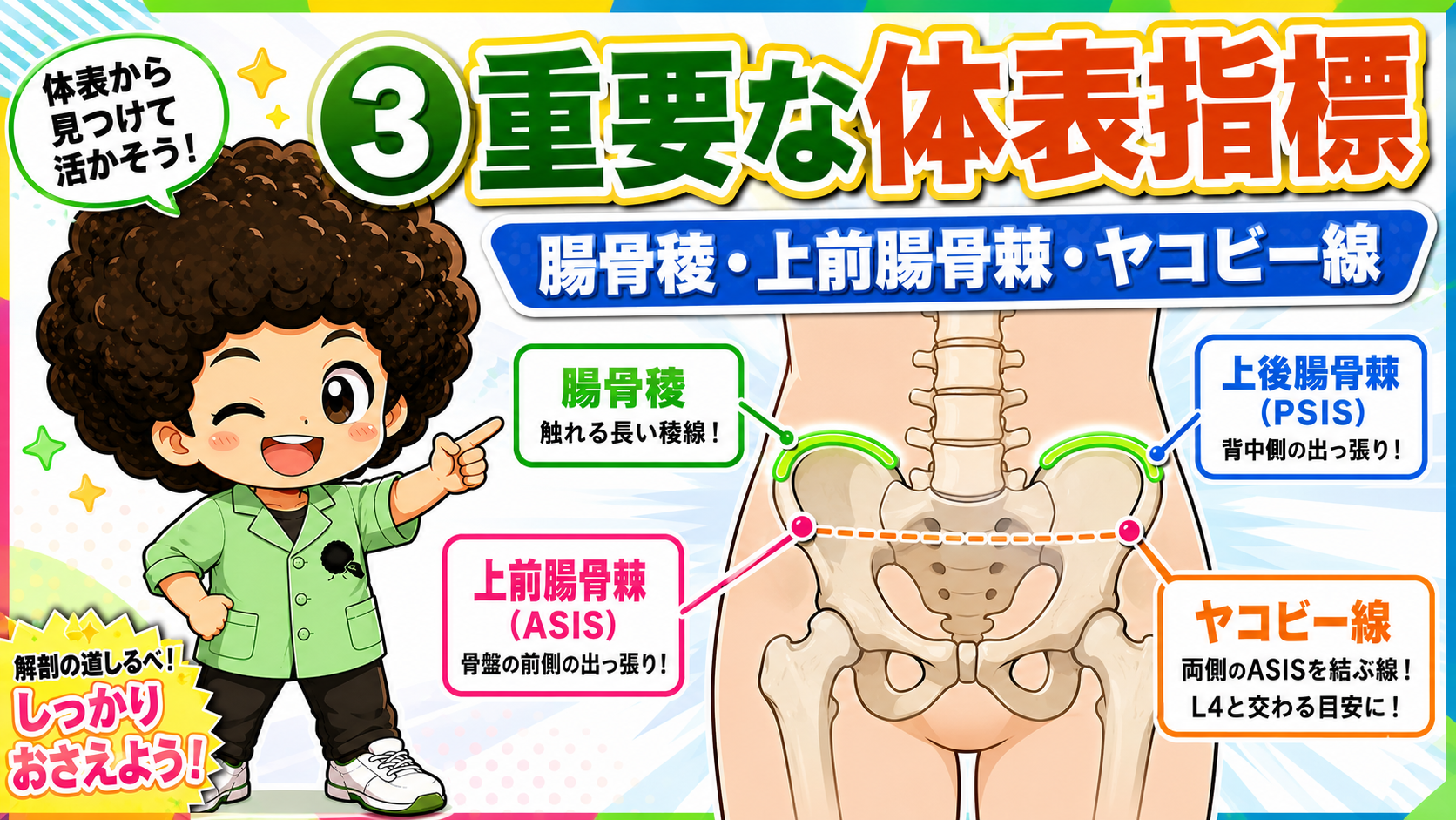 腸骨稜・ASIS・PSIS・ヤコビー線の位置関係