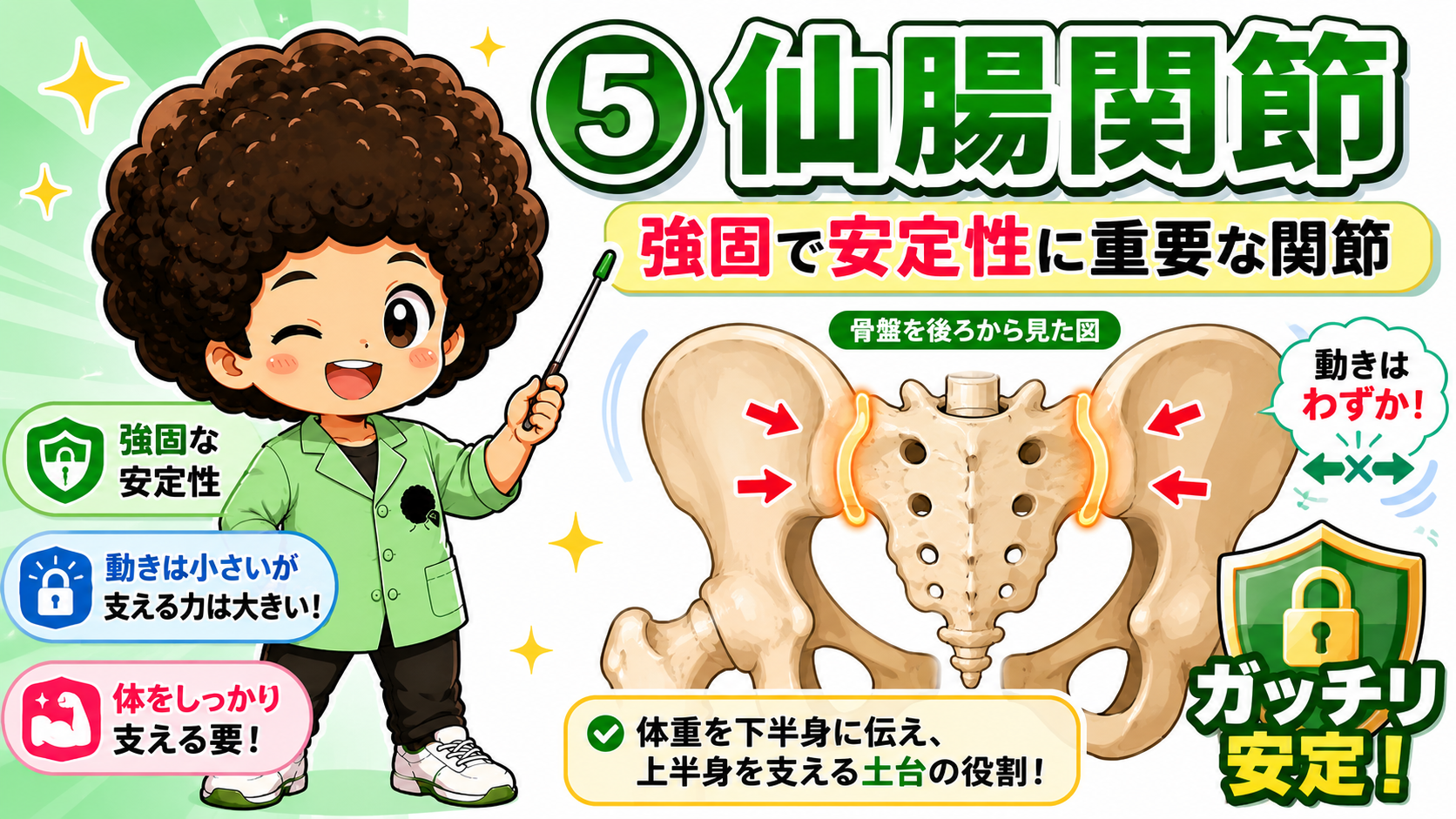 仙腸関節は動きはわずかだが支える力は大きい