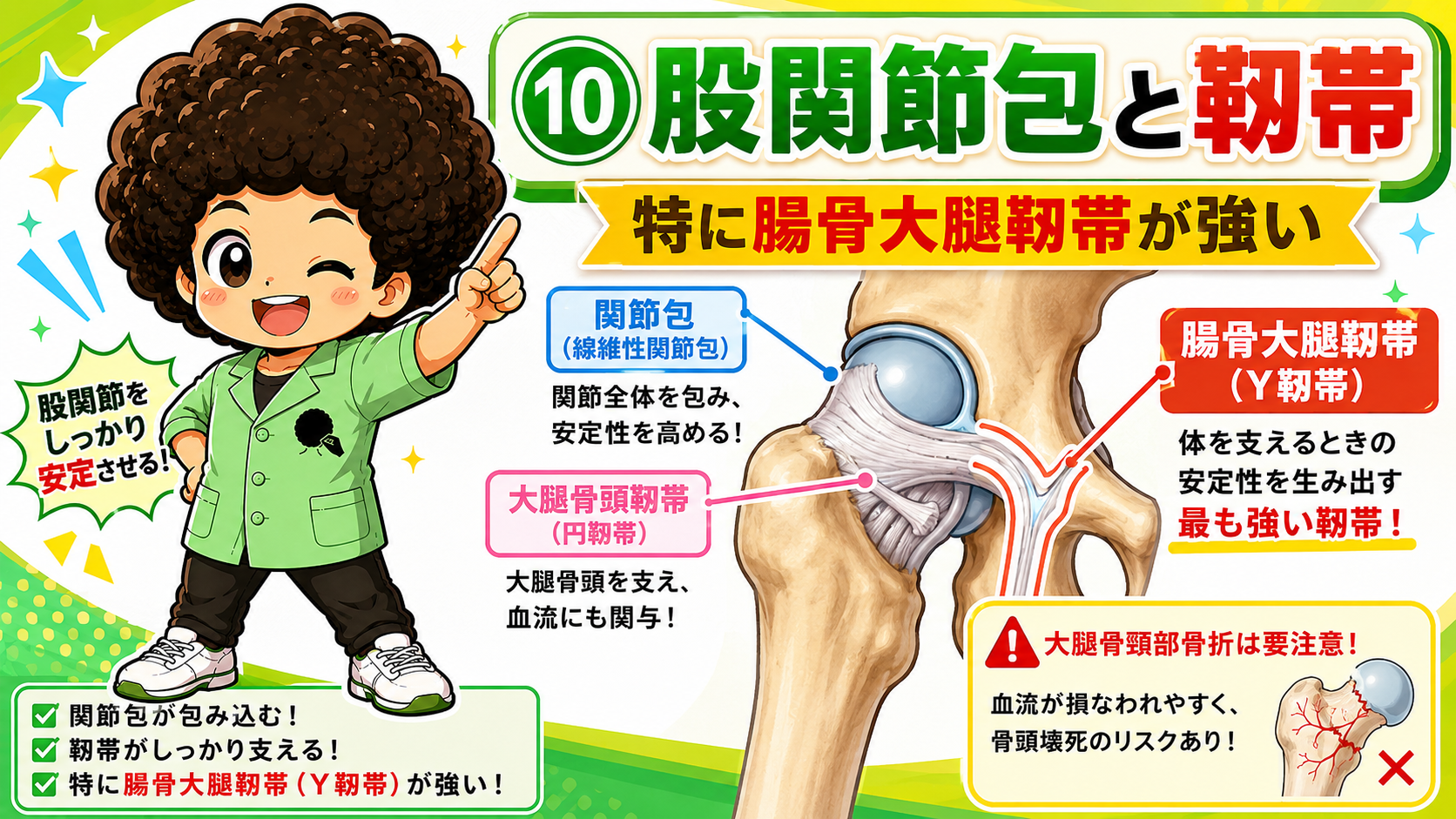 腸骨大腿靭帯（Y靭帯）が最も強い。頸部骨折では骨頭壊死に注意