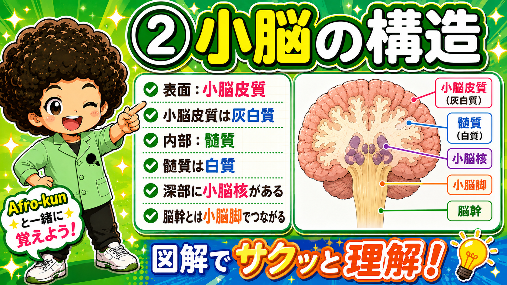 小脳皮質（灰白質）・髄質（白質）・小脳核・小脳脚と脳幹