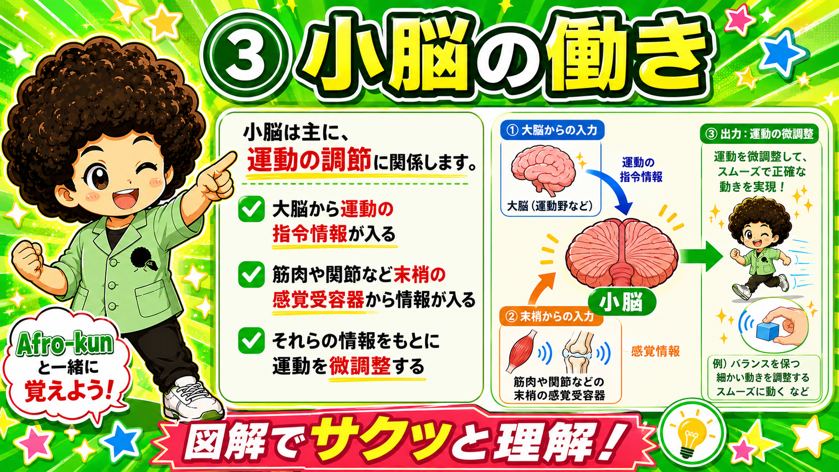 大脳からの運動指令と末梢の感覚情報を統合し、運動を微調整する