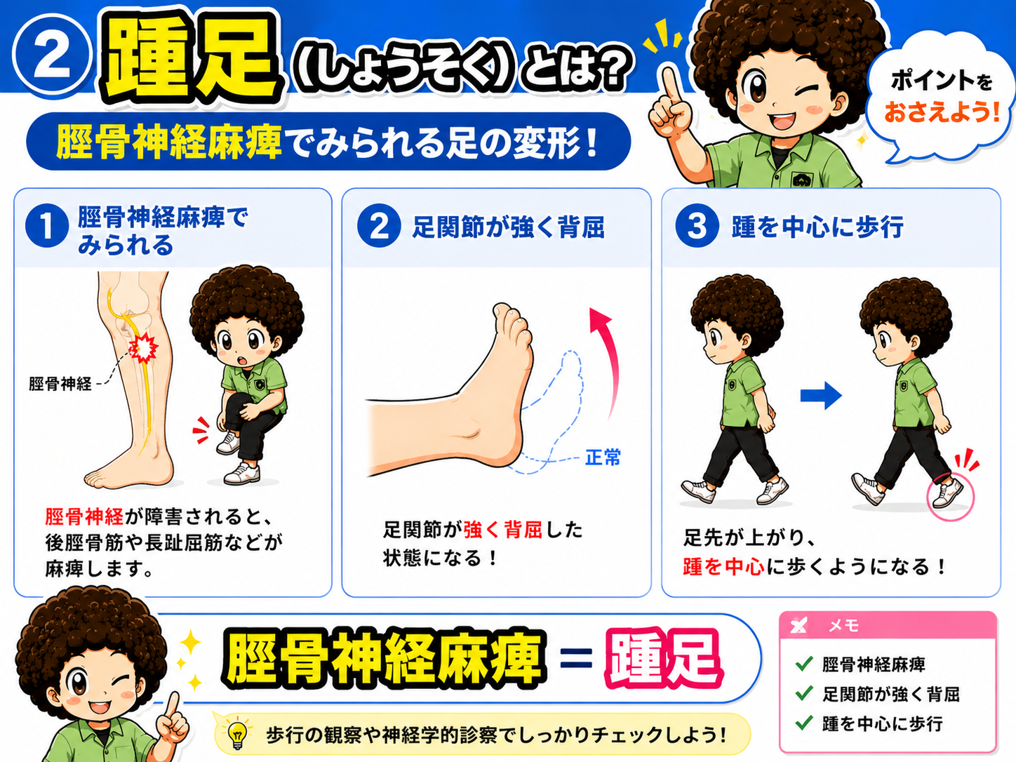 踵足は脛骨神経麻痺。足関節が強く背屈し、踵を中心に歩行する