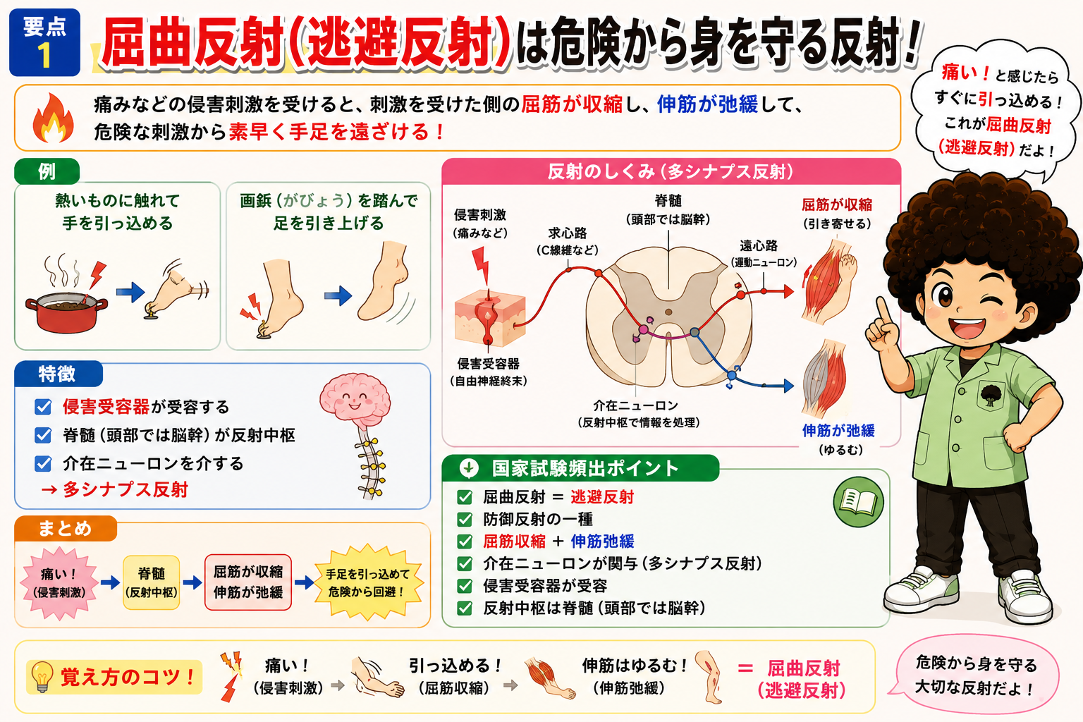 屈曲反射（逃避反射）は侵害受容器→介在ニューロン→屈筋収縮・伸筋弛緩の多シナプス反射