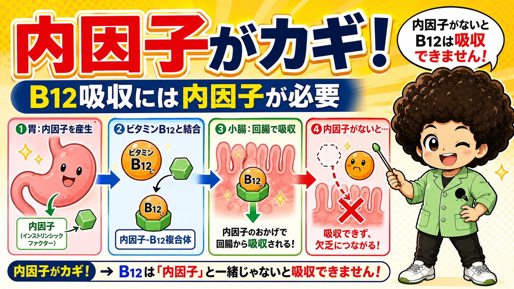 B12吸収には胃で作られる内因子が必要