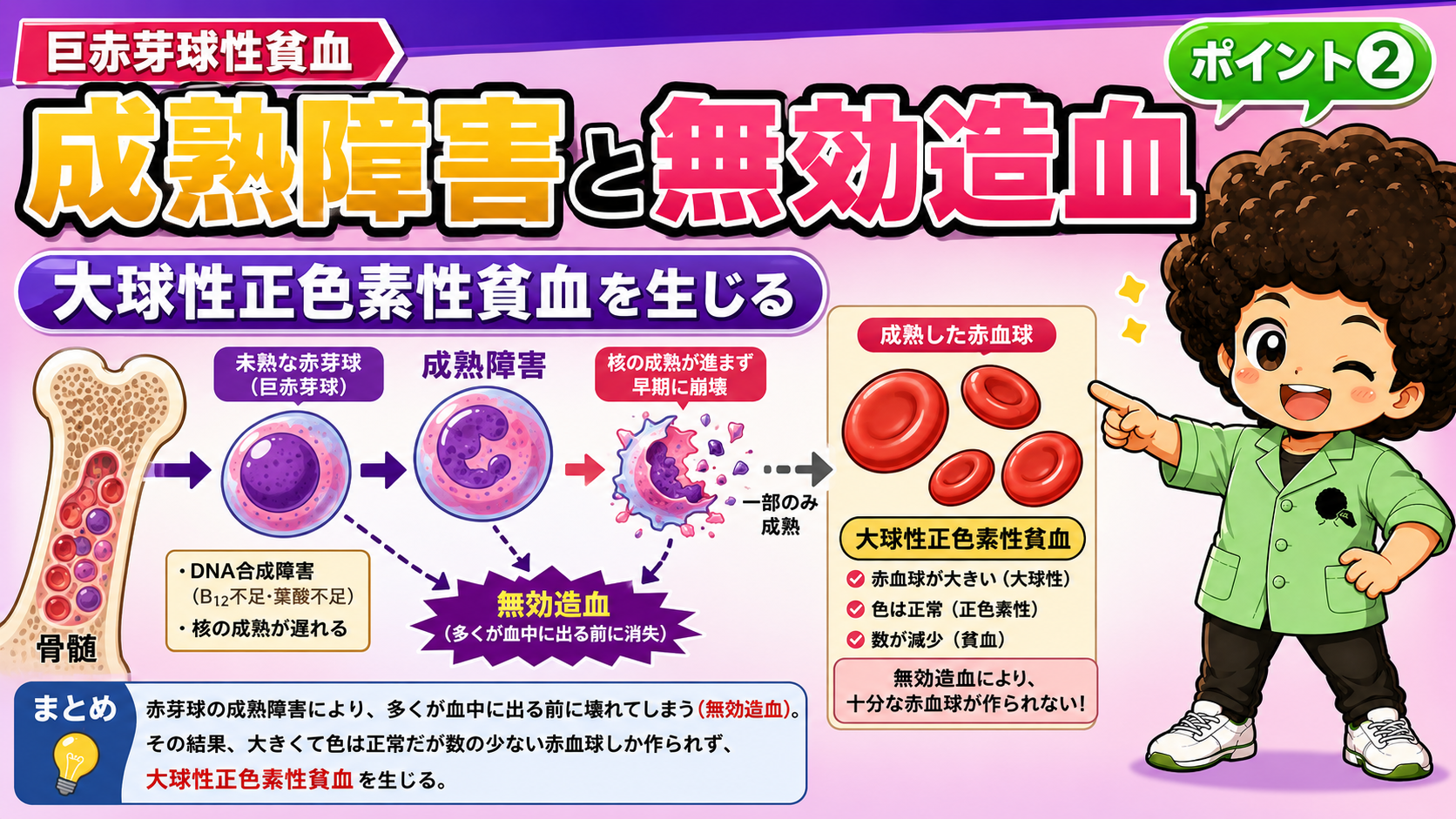 成熟障害と無効造血により大球性正色素性貧血を生じる