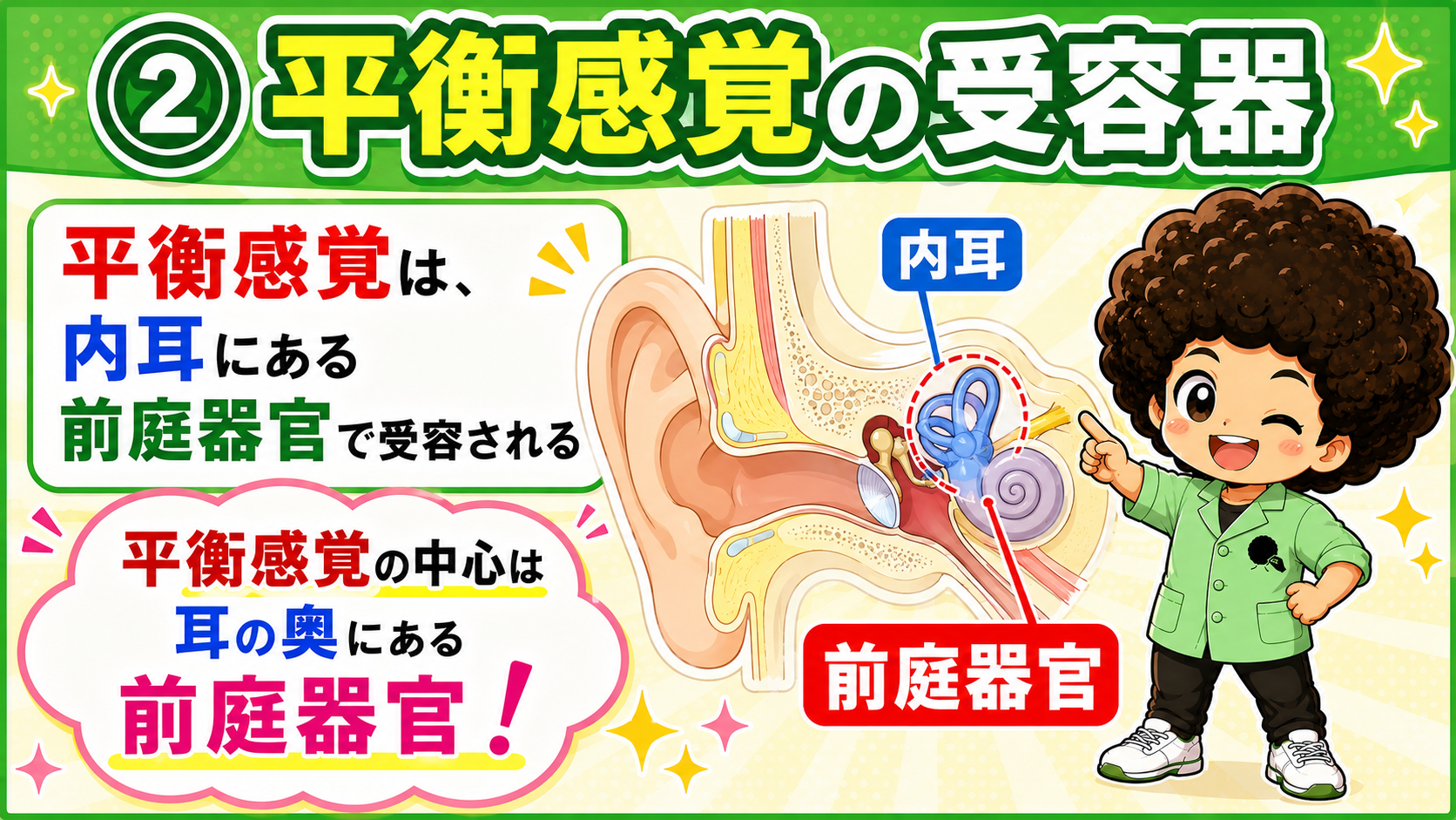 平衡感覚の受容器は内耳の前庭器官