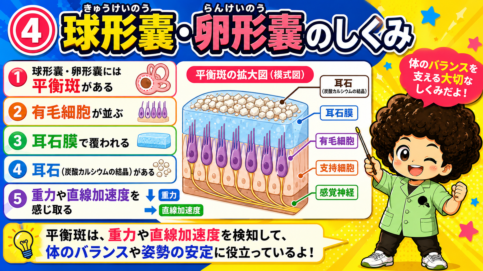 平衡斑の拡大図（耳石・耳石膜・有毛細胞・支持細胞・感覚神経）