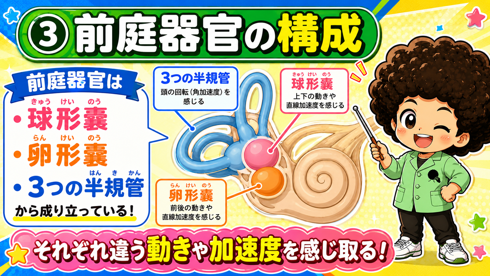 前庭器官＝球形嚢・卵形嚢・3つの半規管