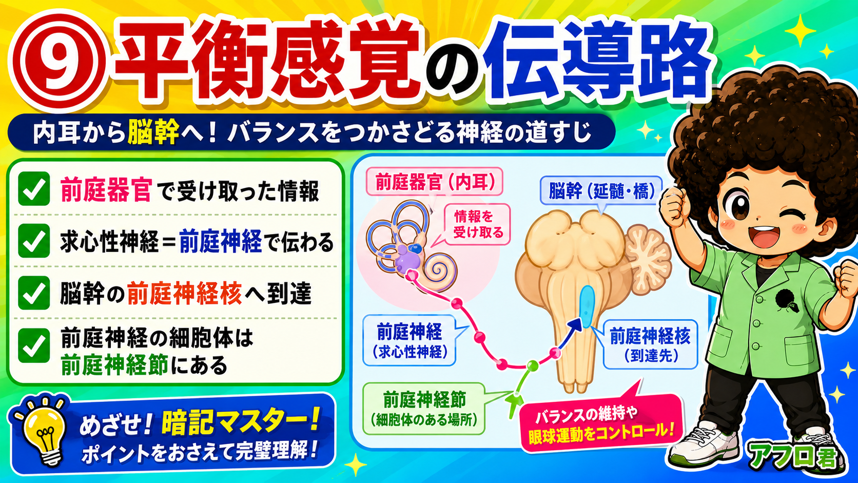 前庭器官→前庭神経→前庭神経核の伝導路