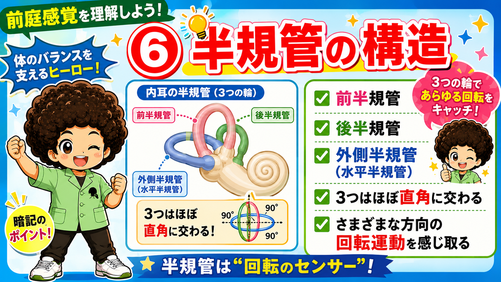 3つの半規管はほぼ直角に交わる