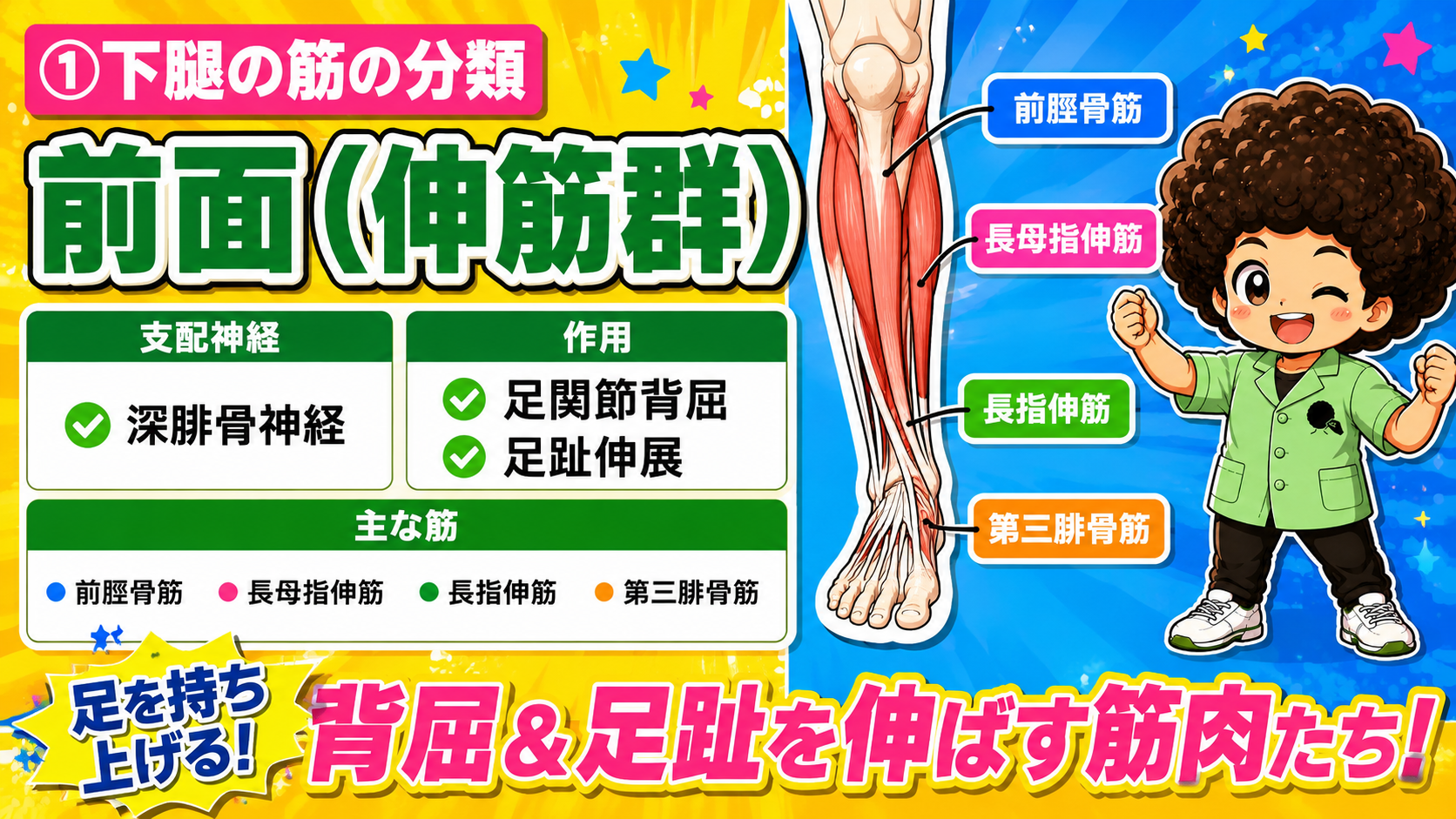 下腿の筋（前面・外側面・後面の分類）｜下腿の筋（前面・外側面・後面の分類） 1