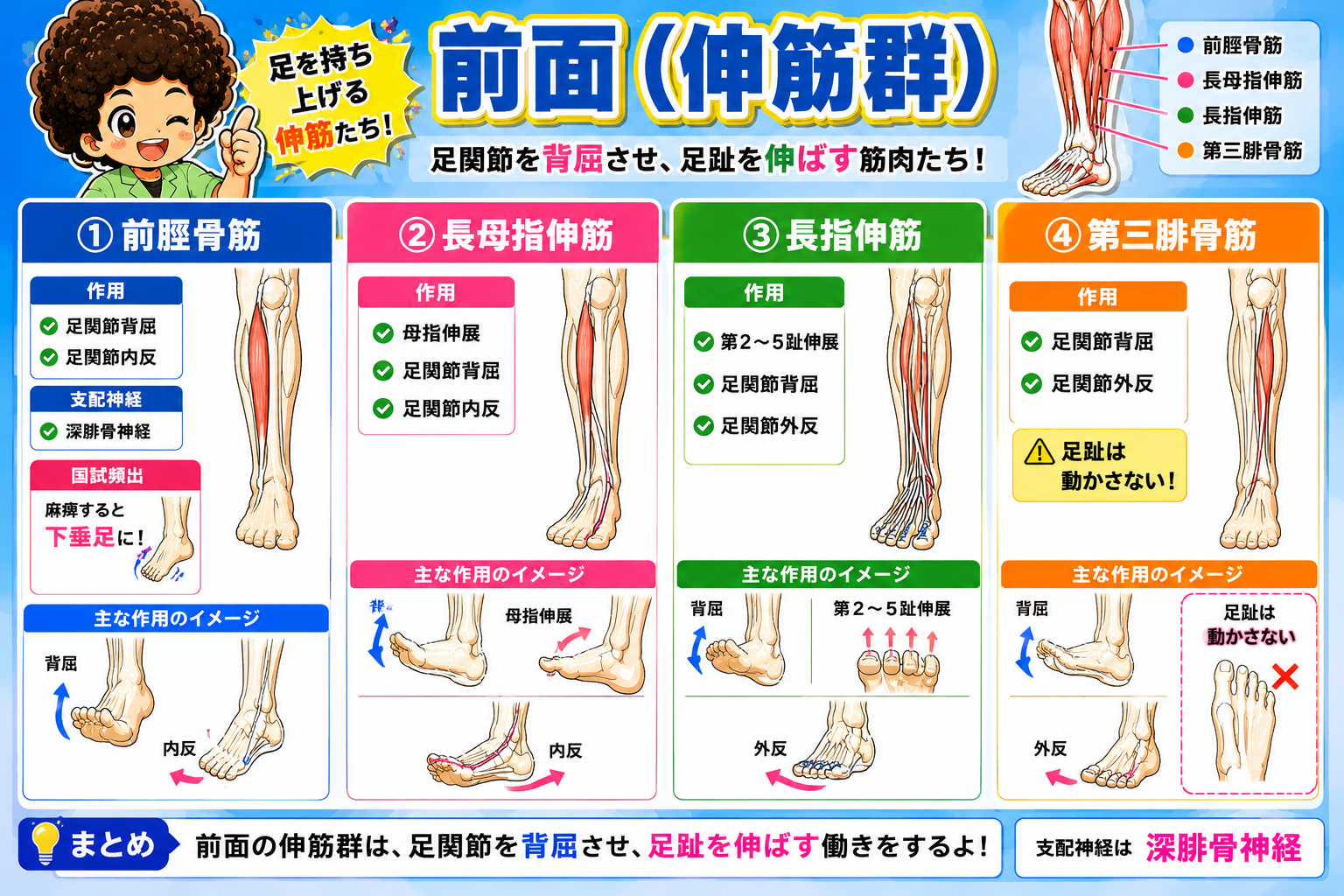 前面（伸筋群）4筋の作用一覧：前脛骨筋・長母指伸筋・長指伸筋・第三腓骨筋