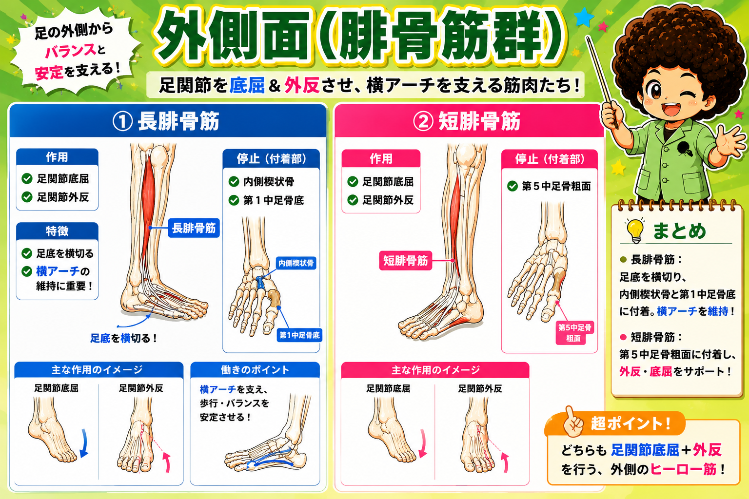 外側面（腓骨筋群）：長腓骨筋・短腓骨筋の作用と停止部