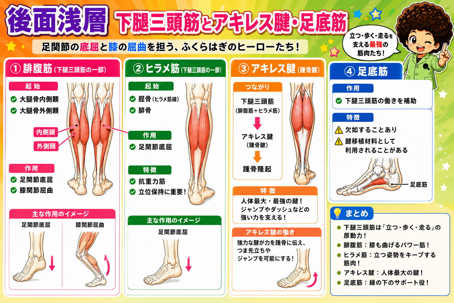 後面浅層：腓腹筋・ヒラメ筋（下腿三頭筋）とアキレス腱・足底筋