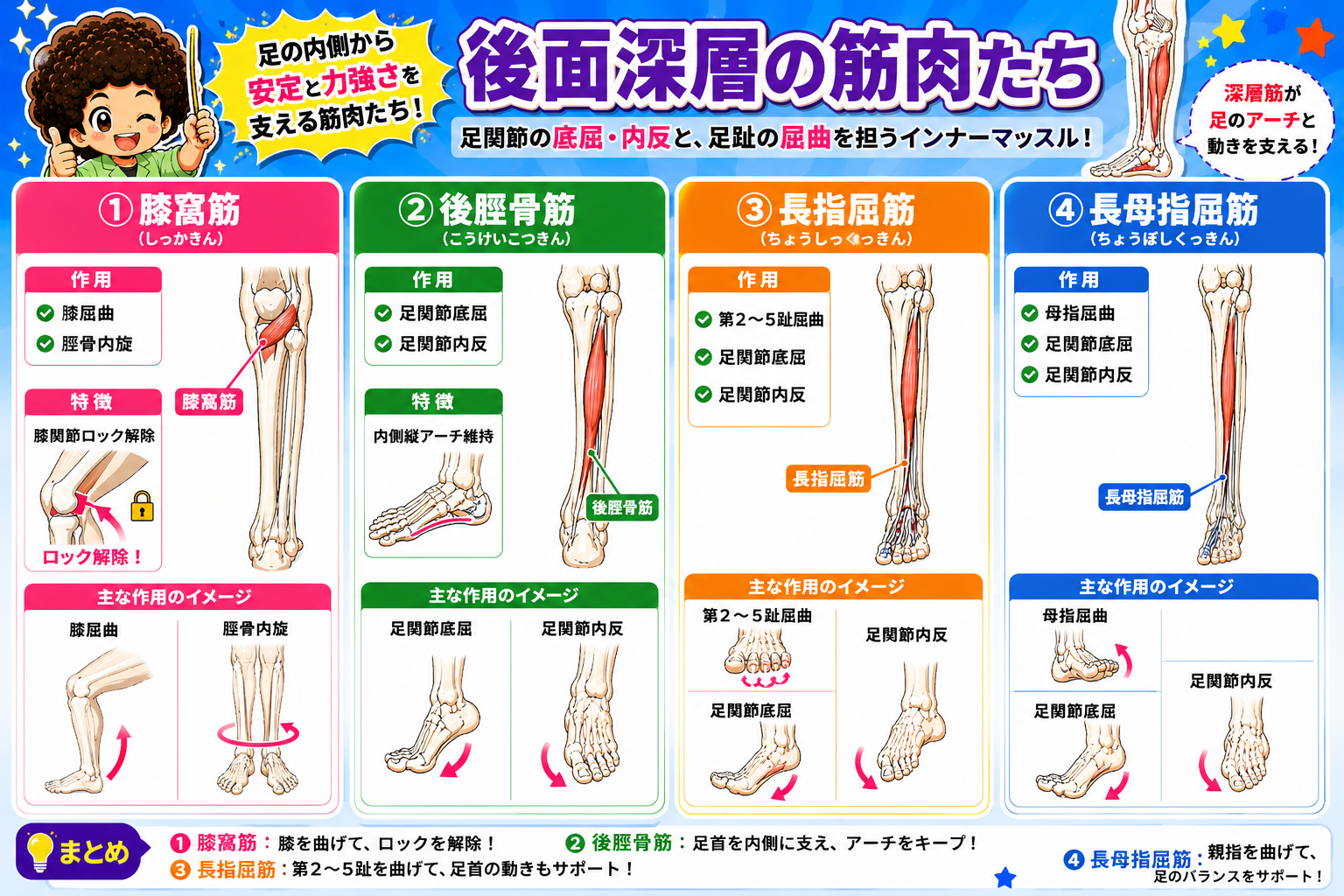後面深層の筋肉：膝窩筋・後脛骨筋・長指屈筋・長母指屈筋