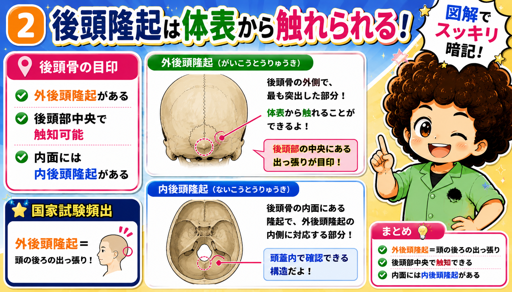 外後頭隆起は後頭部中央で触知でき、内後頭隆起は頭蓋内面に対応する。