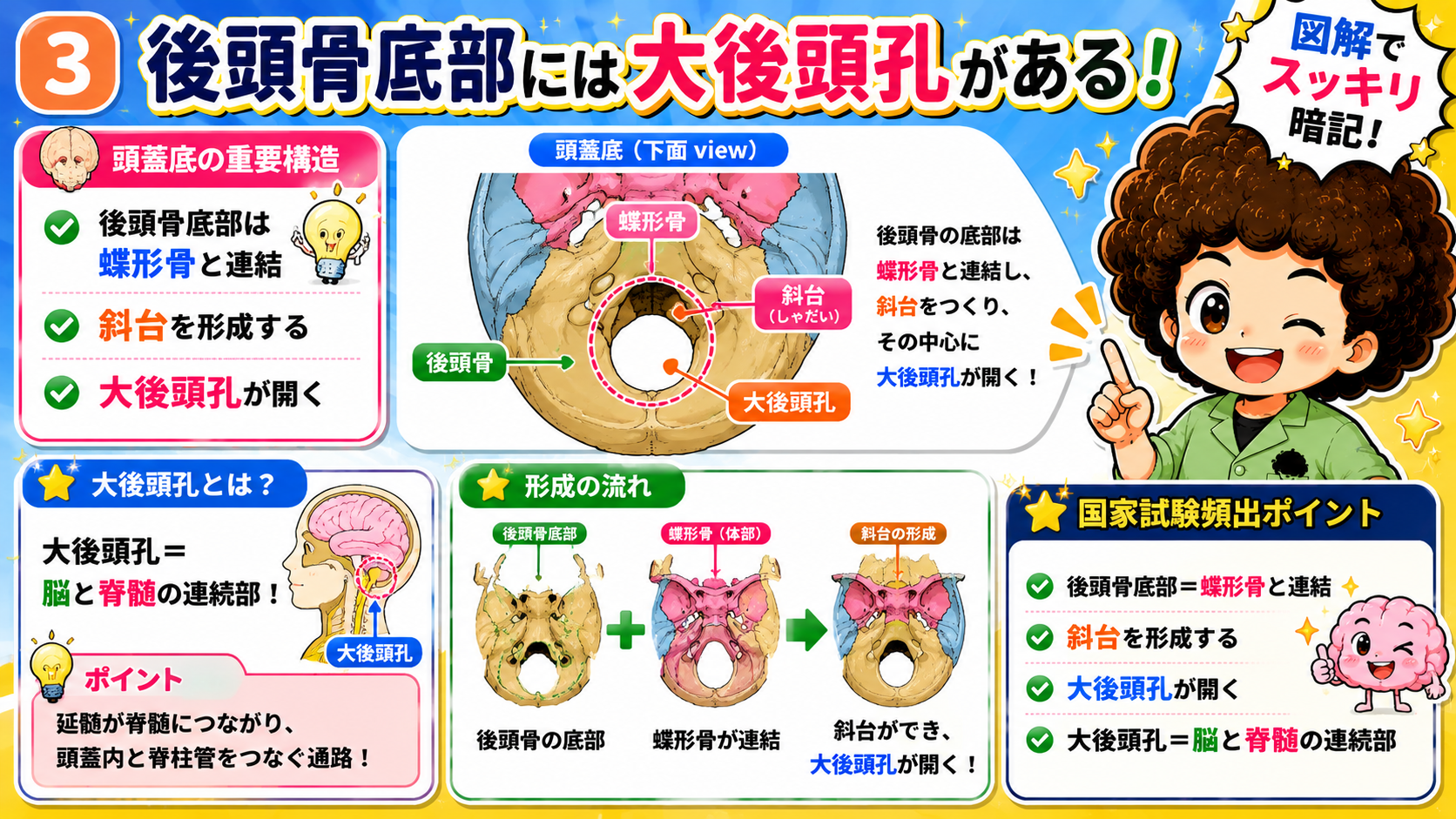 後頭骨底部は蝶形骨と連結して斜台を形成し、中心に大後頭孔が開く。