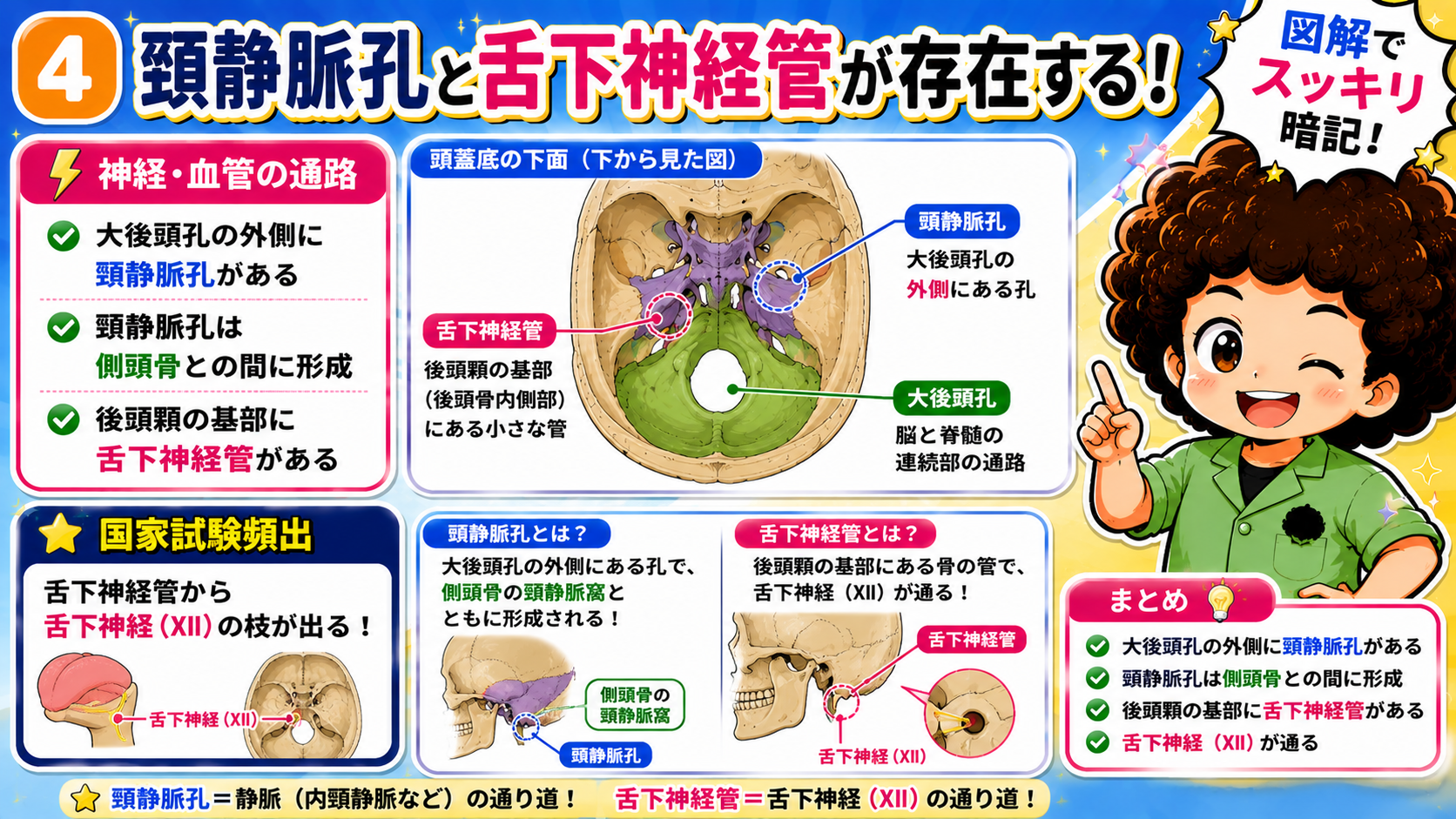 大後頭孔の外側に頸静脈孔、後頭顆の基部に舌下神経管が存在する。
