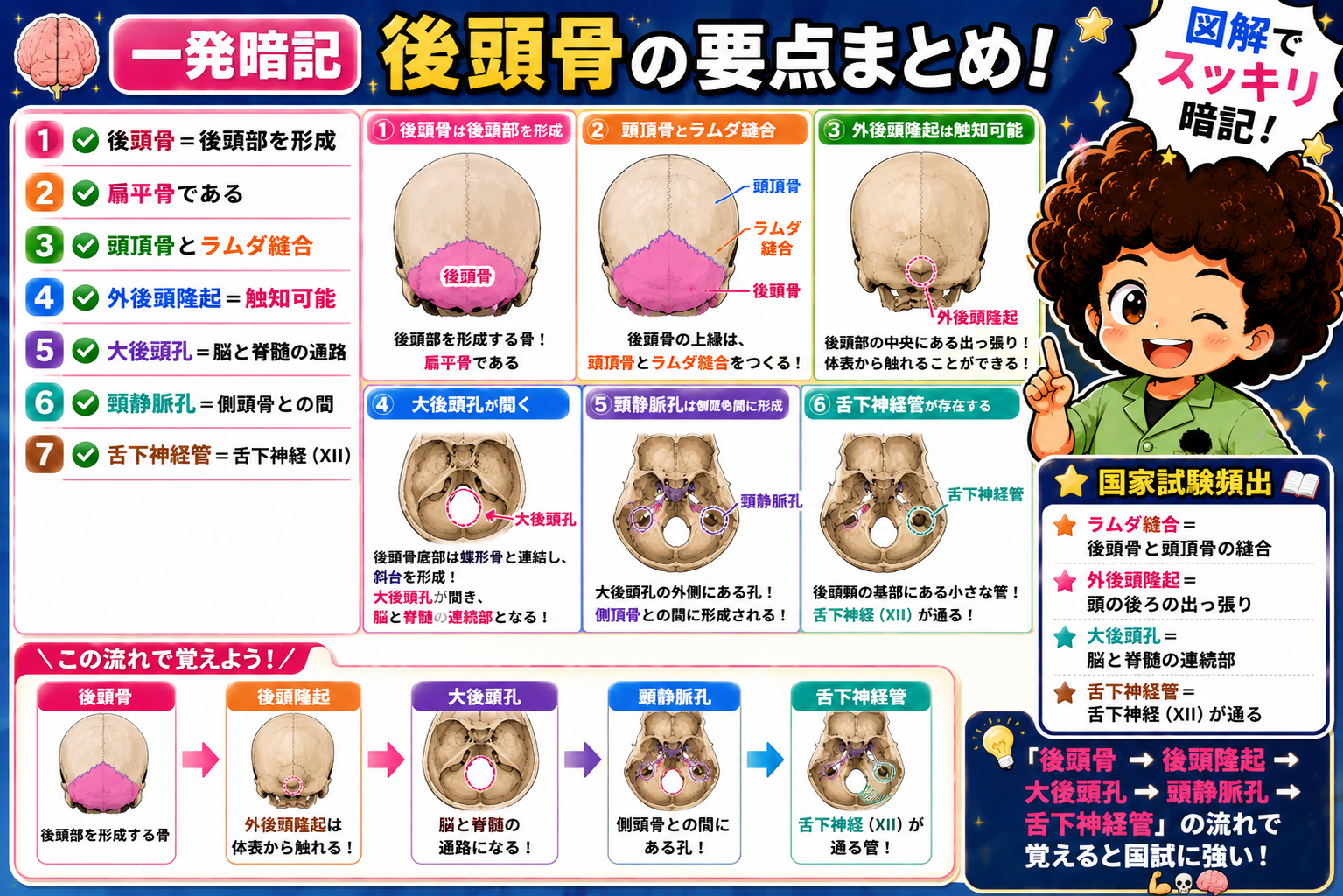 後頭骨の要点まとめ：ラムダ縫合・外後頭隆起・大後頭孔・頸静脈孔・舌下神経管。