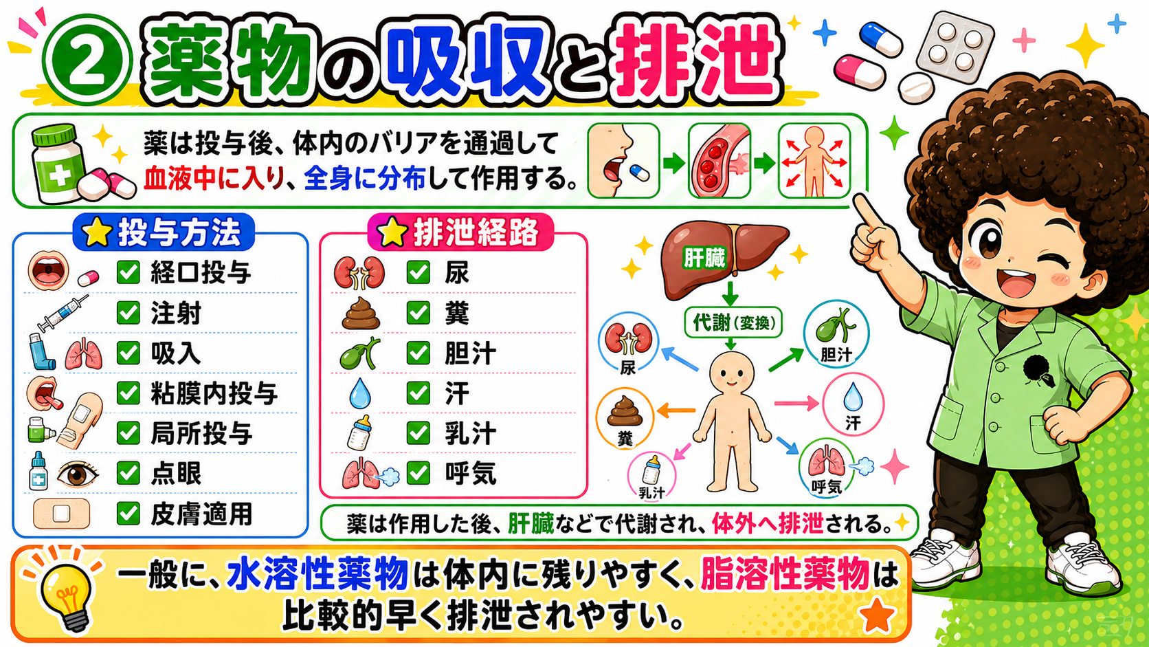 投与方法と排泄経路。肝臓で代謝され尿・糞・胆汁などから排泄される