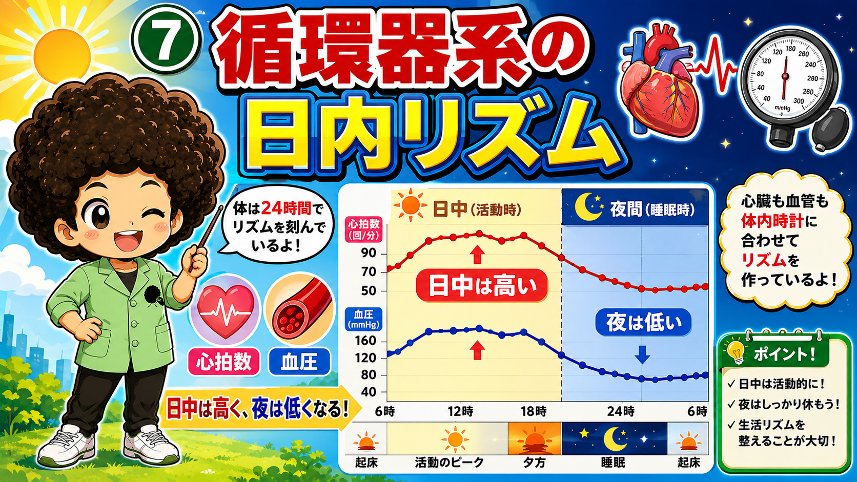 心拍数・血圧の日内リズム。日中は高く、夜は低い