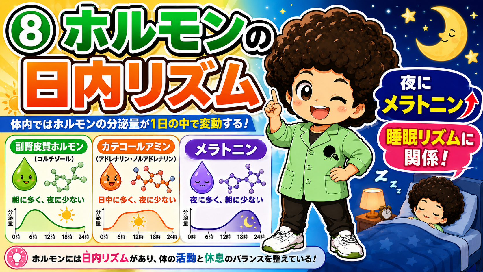 ホルモンの日内リズム。コルチゾールは朝、カテコールアミンは日中、メラトニンは夜に多い