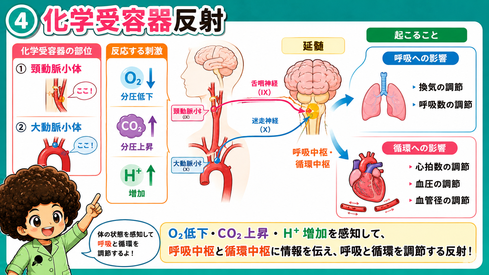 化学受容器反射：頸動脈小体・大動脈小体が呼吸と循環を調節する