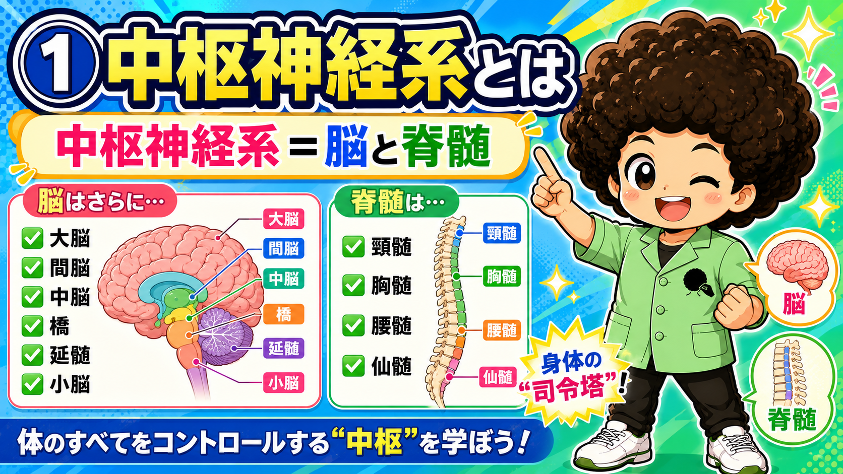 中枢神経系＝脳と脊髄。脳6部位・脊髄4部位の区分