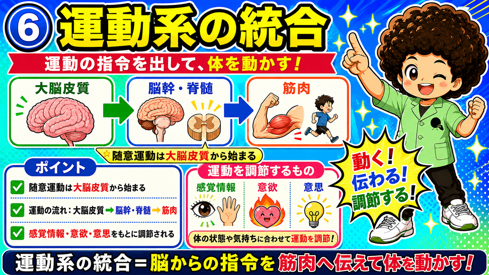運動系の統合：大脳皮質→脳幹・脊髄→筋肉。随意運動は大脳皮質から始まる