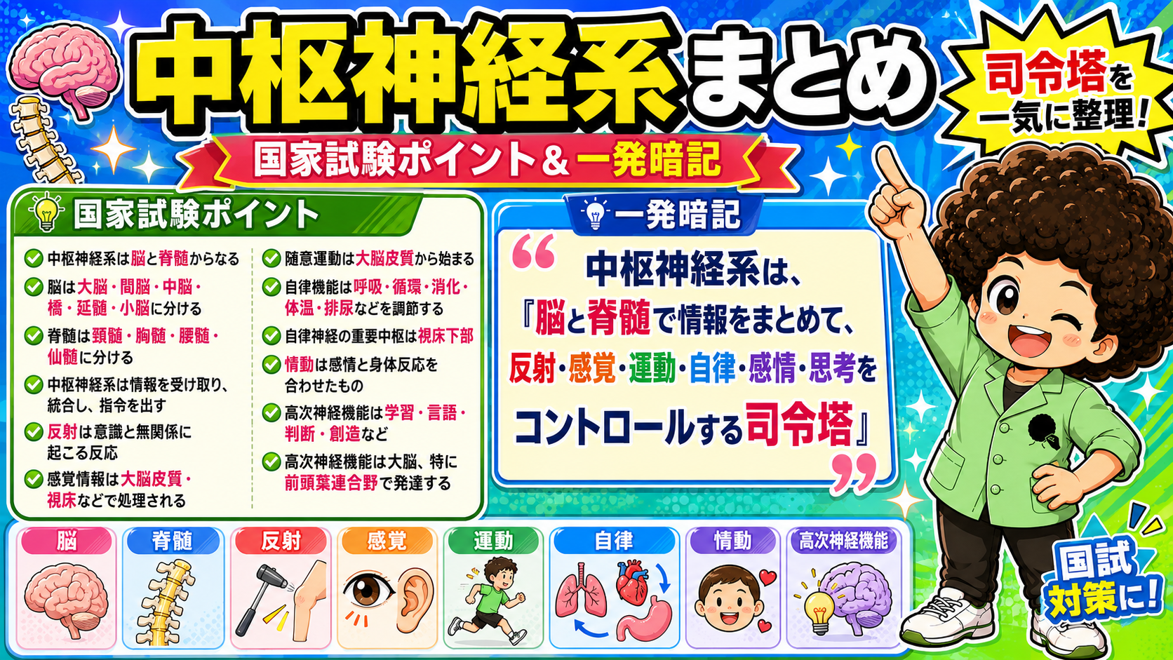 中枢神経系まとめ：国家試験ポイント＆一発暗記