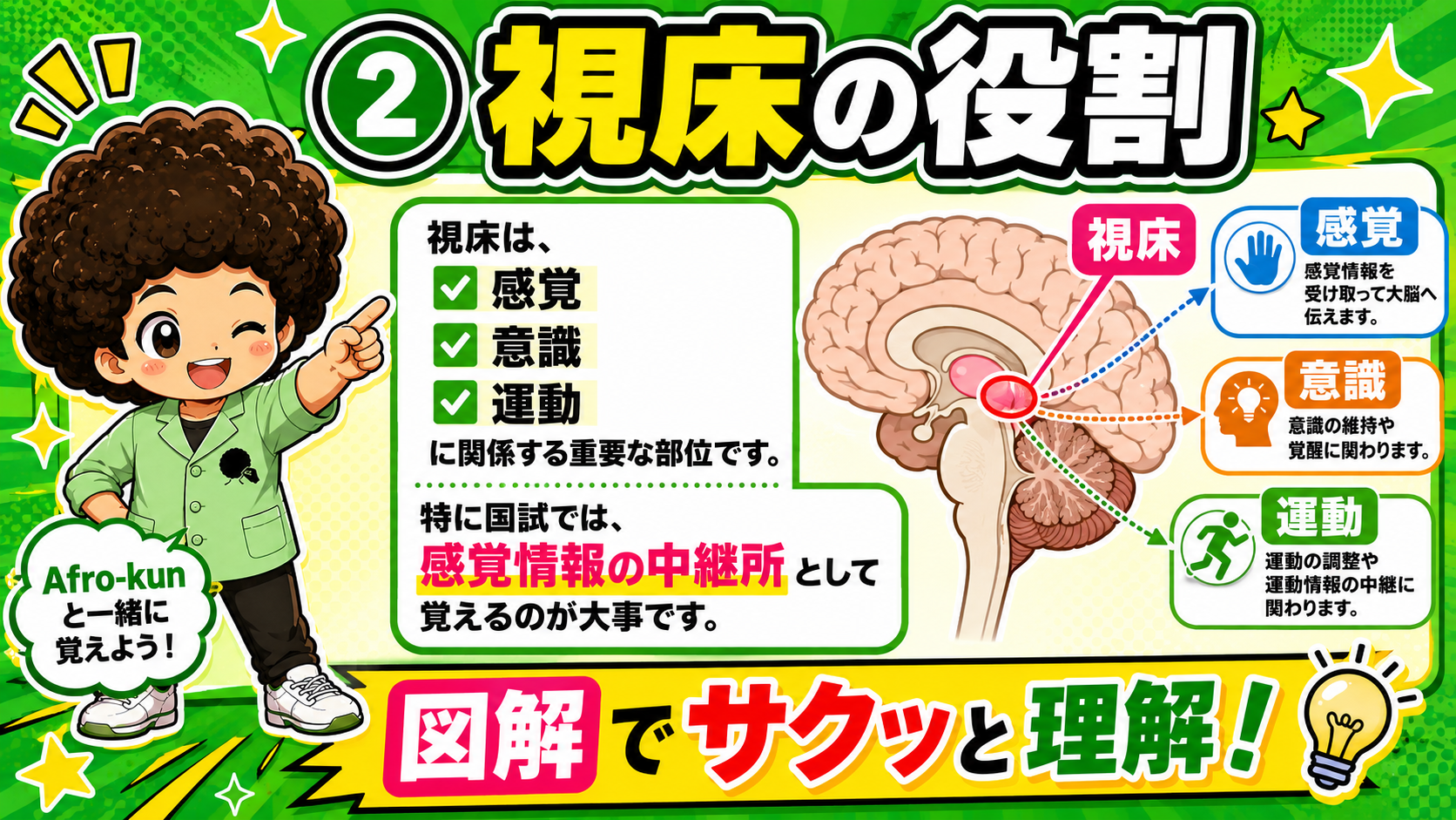 視床は感覚・意識・運動に関わる。国試では「感覚情報の中継所」として覚える