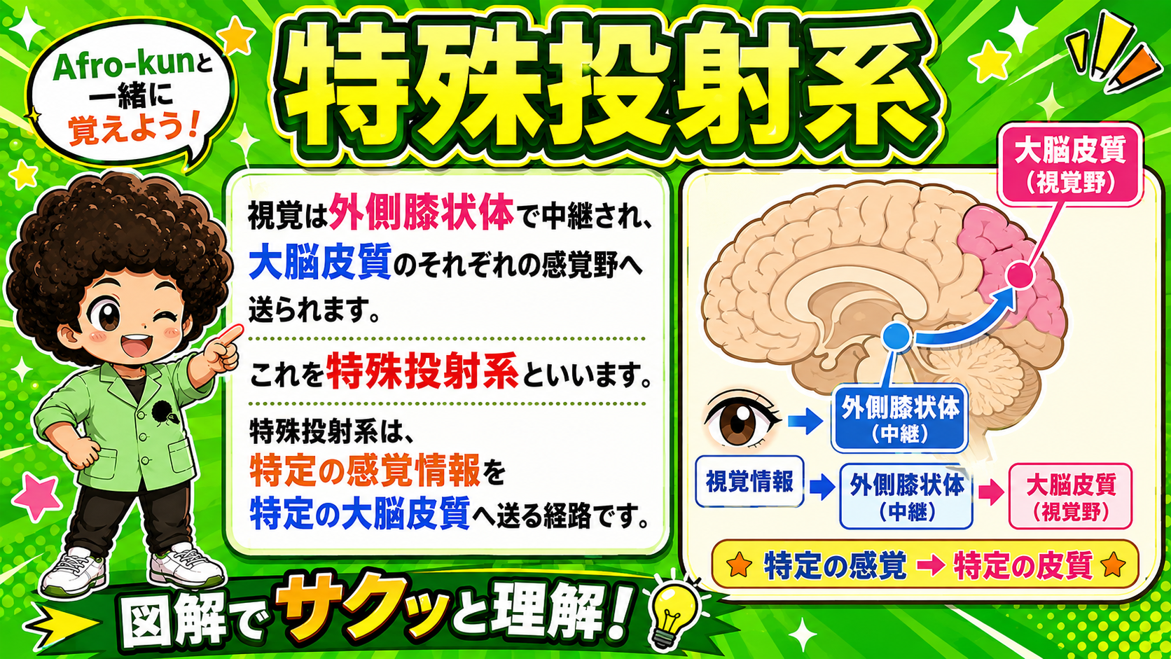 特殊投射系＝特定の感覚情報を特定の大脳皮質へ送る経路