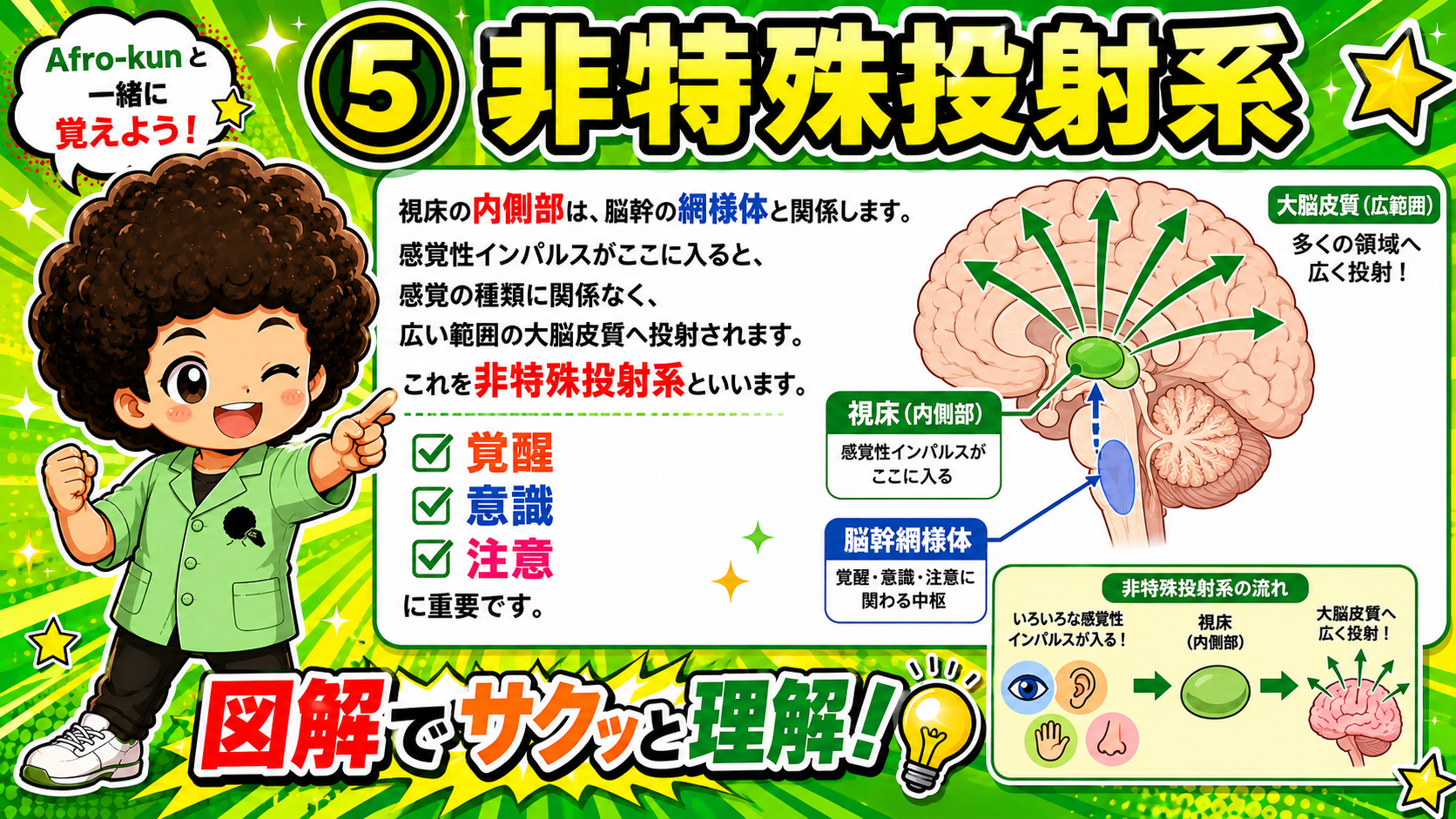 非特殊投射系は視床内側部と脳幹網様体が関与し、広範囲の皮質へ投射する