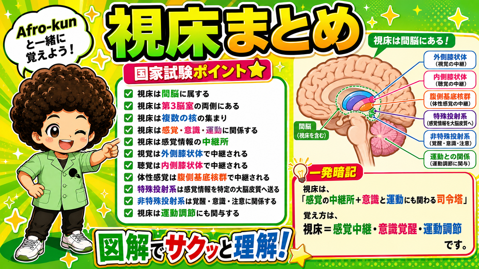 視床まとめ。国家試験ポイントと一発暗記フレーズ