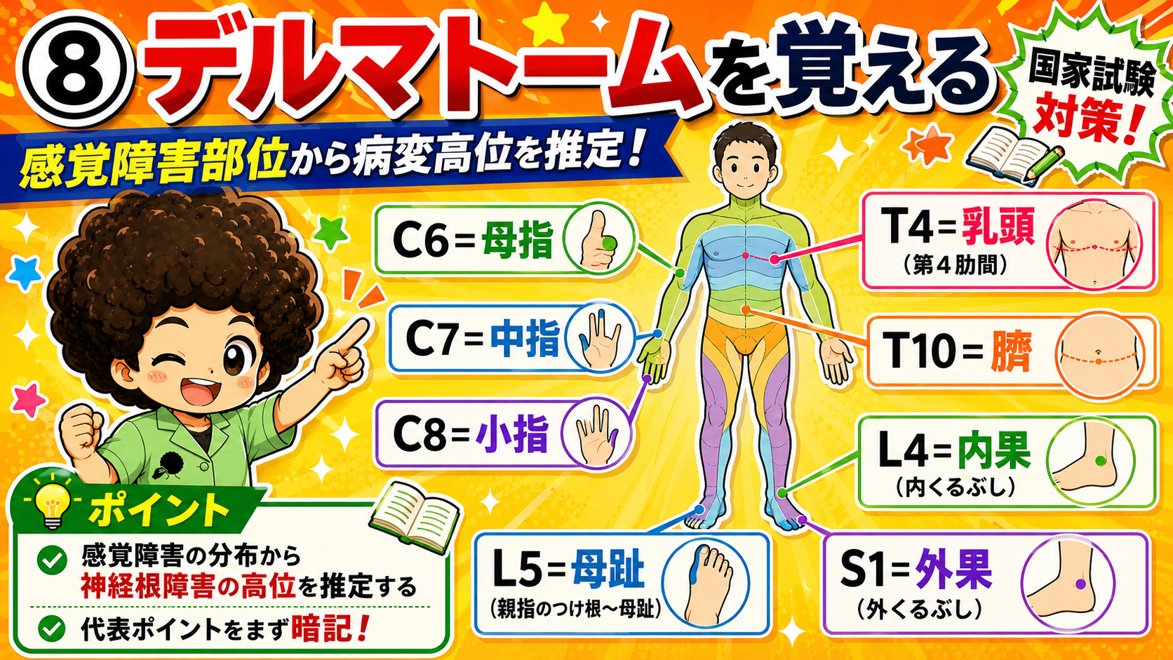 デルマトームの代表ポイント（C6母指・T4乳頭・T10臍・L4内果・S1外果など）
