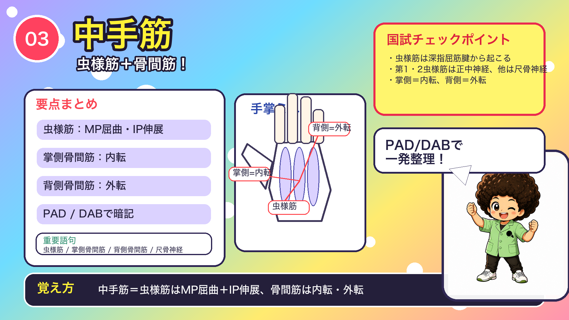 中手筋は虫様筋（MP屈曲＋IP伸展）と骨間筋（掌側=内転・背側=外転）に分かれ、PAD/DABで一発整理できる