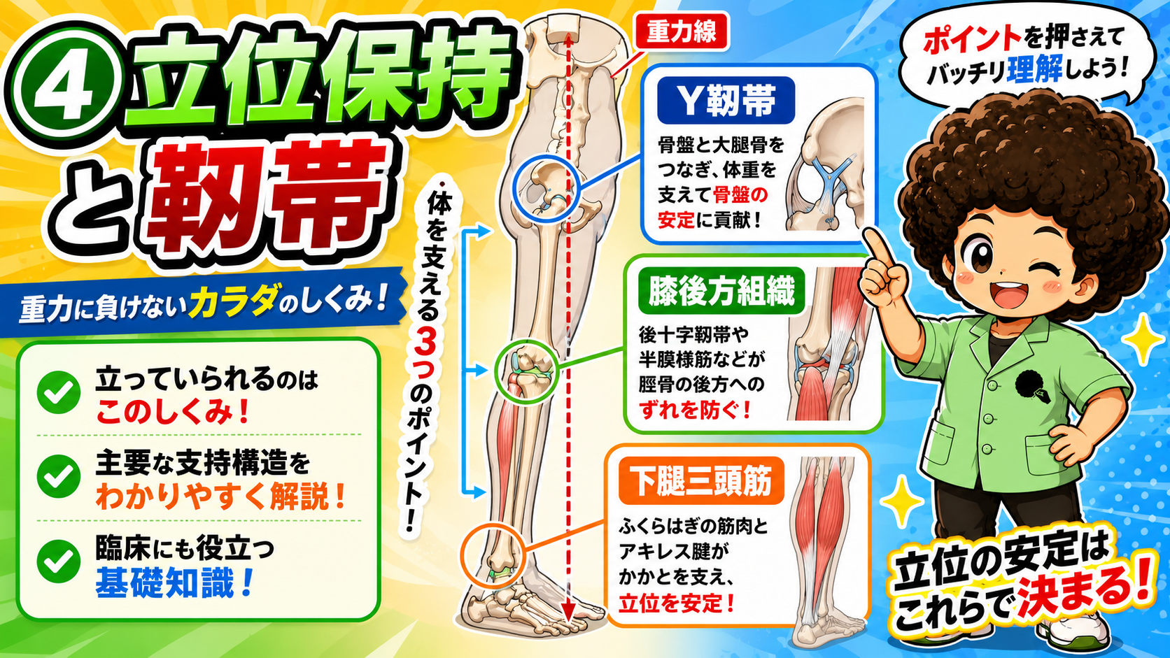 立位保持と靱帯：Y靱帯・膝後方組織・下腿三頭筋の3点
