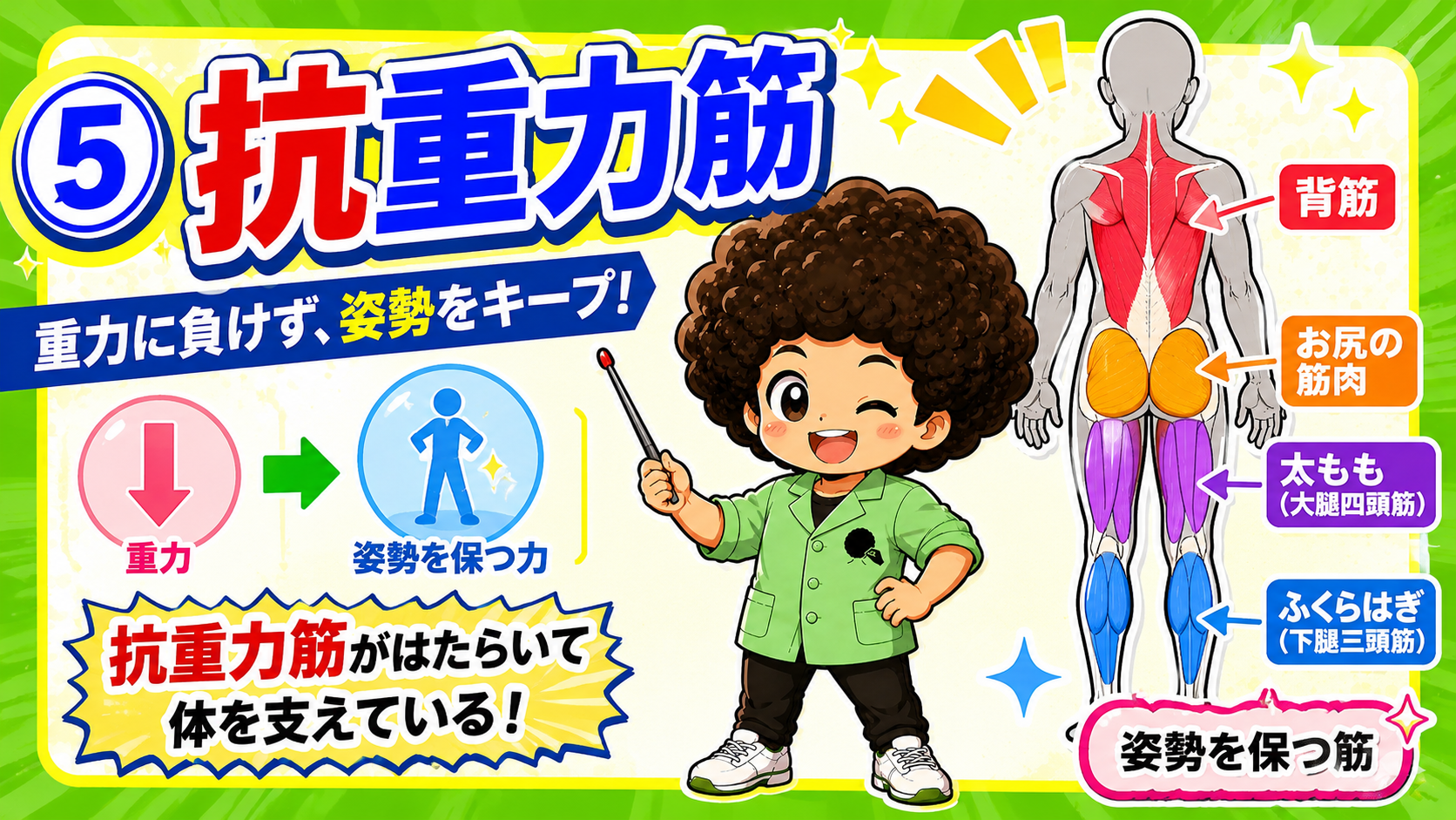 抗重力筋：背筋・殿筋・大腿四頭筋・下腿三頭筋
