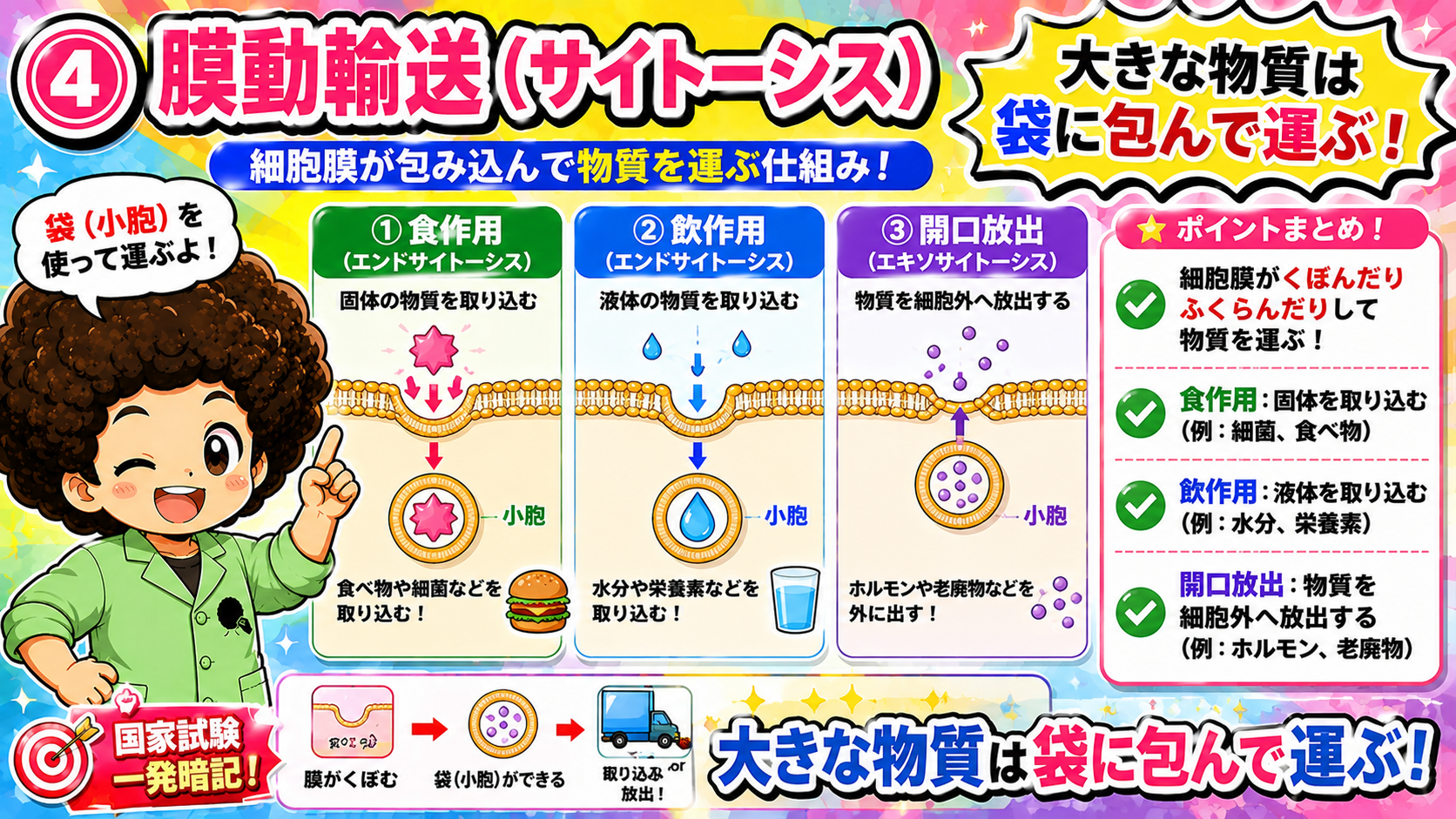膜動輸送（サイトーシス）＝膜がくぼむ→袋（小胞）ができる→取り込み or 放出