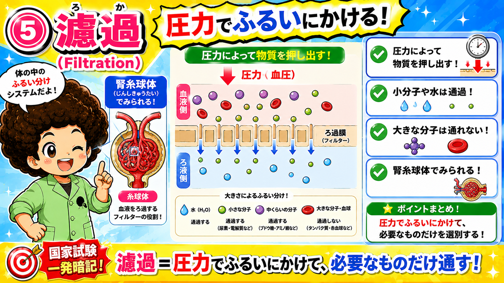 濾過＝圧力でふるいにかけて必要なものだけ通す。腎糸球体でみられる