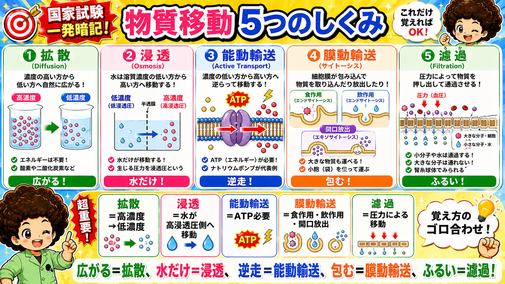 物質の移動（拡散・浸透・能動輸送・膜動輸送・濾過）｜物質の移動（拡散・浸透・能動輸送・膜動輸送・濾過） 1