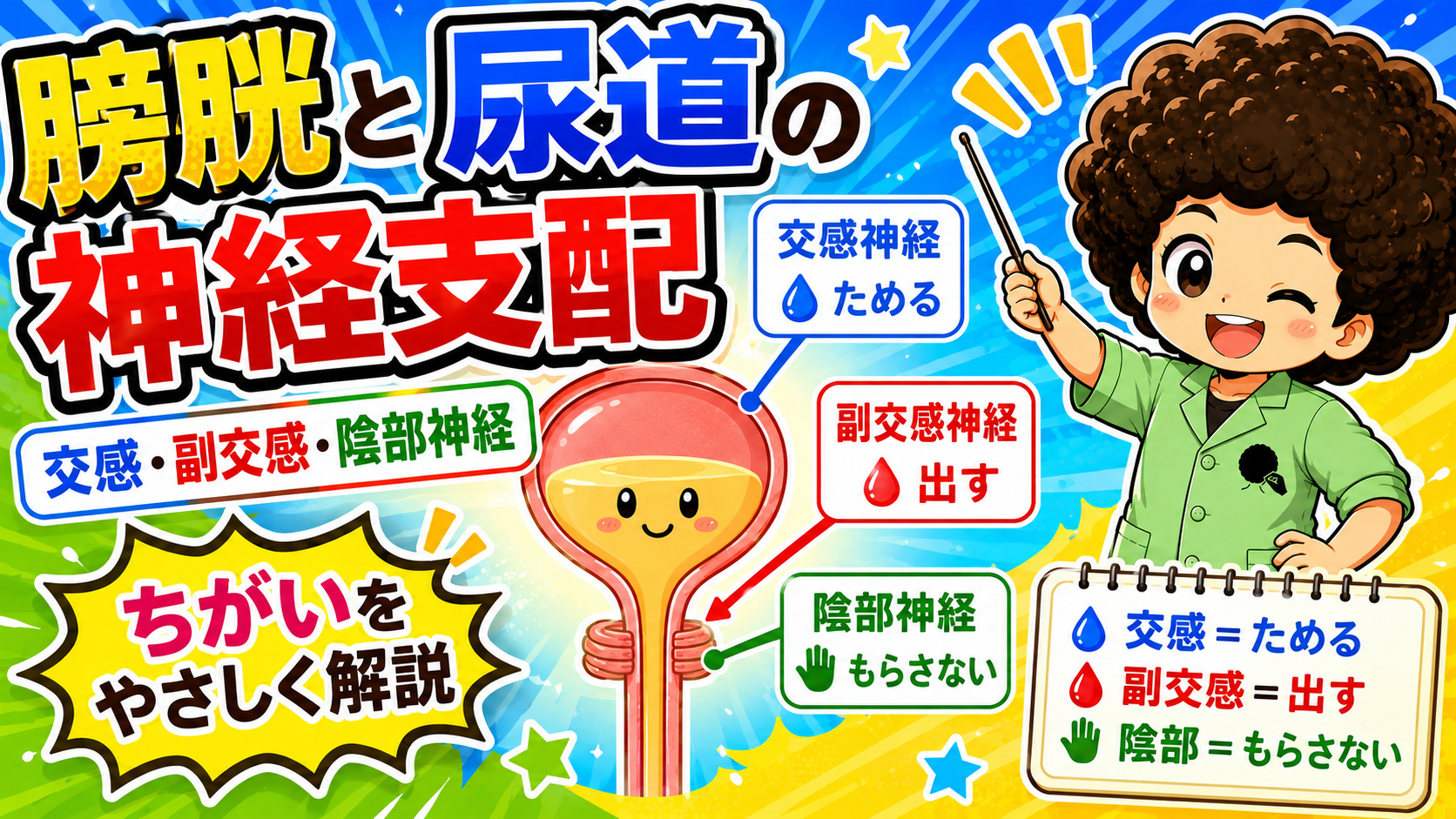 交感・副交感・陰部神経の3本立て