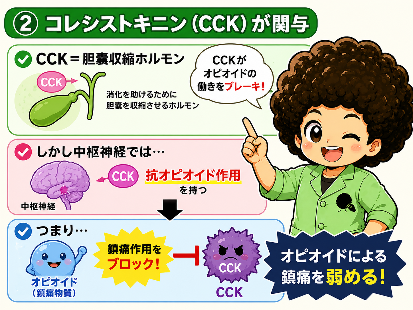 CCKは中枢神経で抗オピオイド作用を持ち、オピオイドの鎮痛作用をブロックする