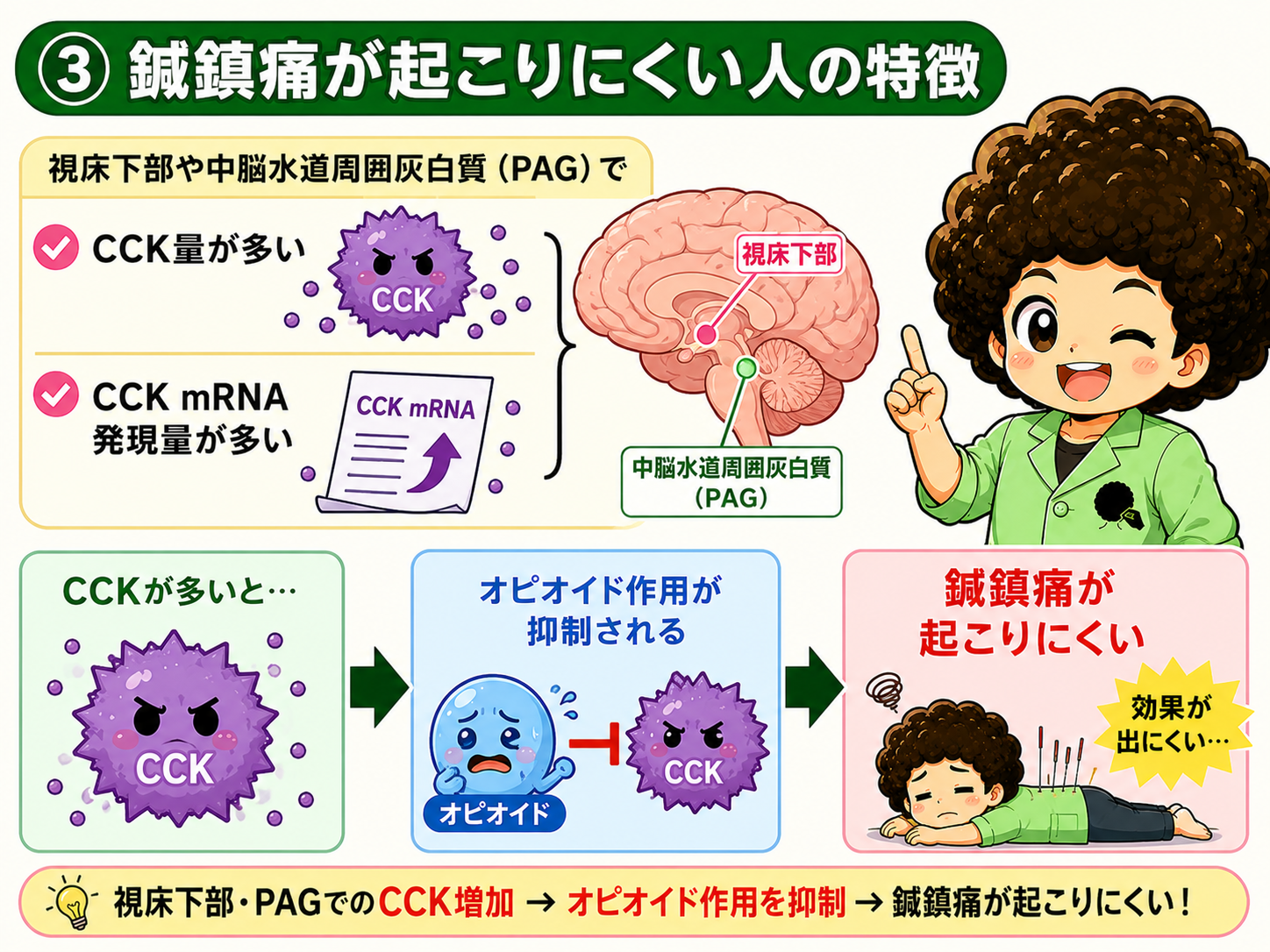 視床下部・PAGでのCCK増加→オピオイド作用抑制→鍼鎮痛が起こりにくい