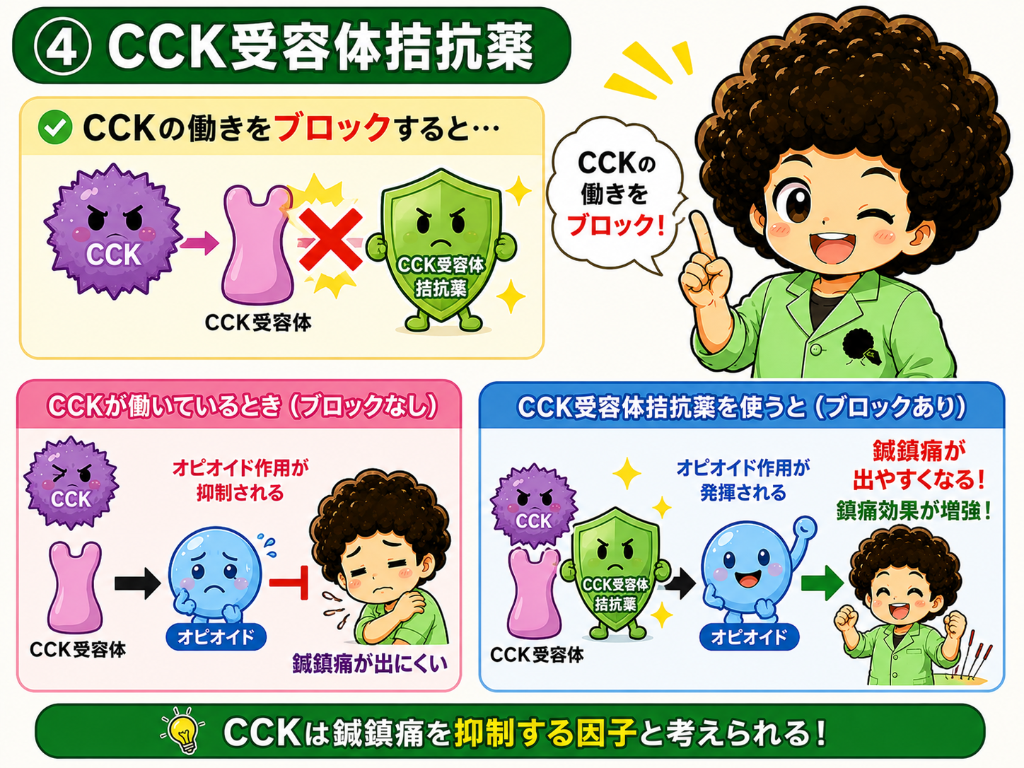 CCK受容体拮抗薬でブロックすると鎮痛効果が増強する
