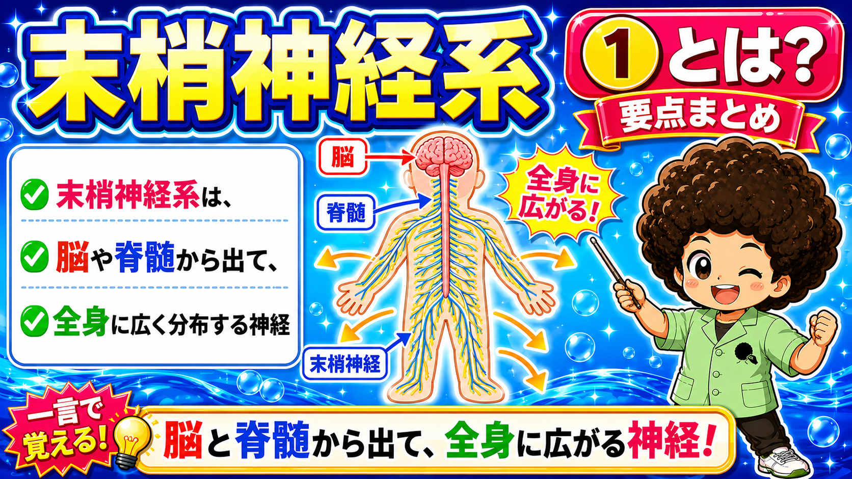 末梢神経系｜末梢神経系 1