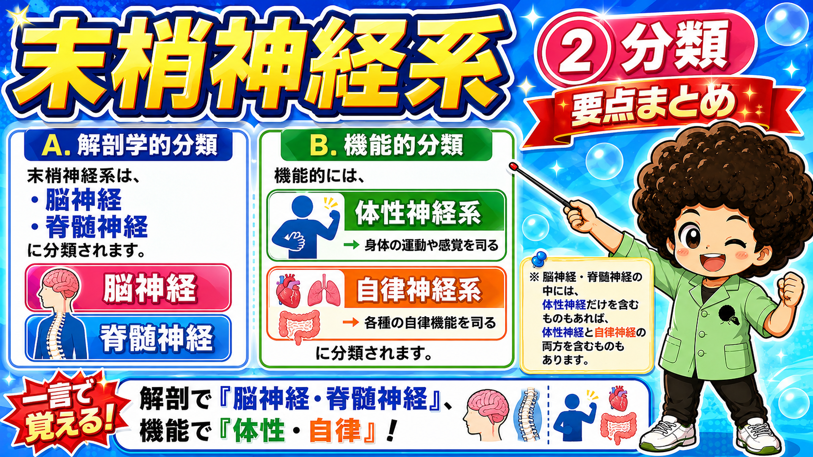 解剖で『脳神経・脊髄神経』、機能で『体性・自律』