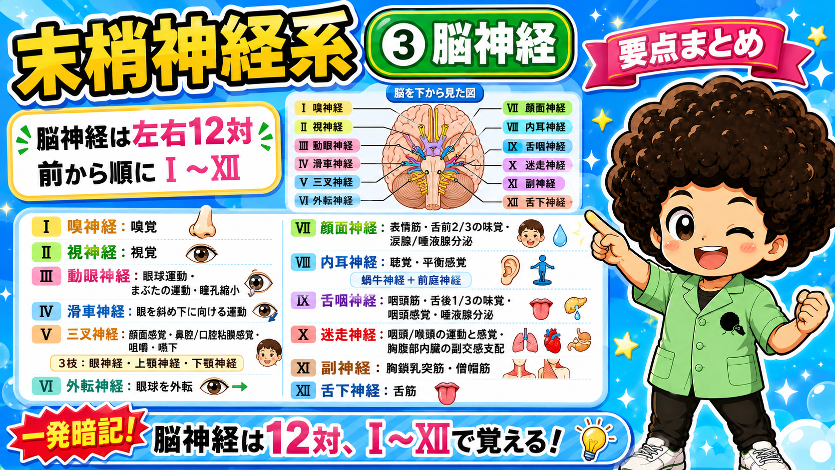 脳神経は12対、Ⅰ〜Ⅻで覚える